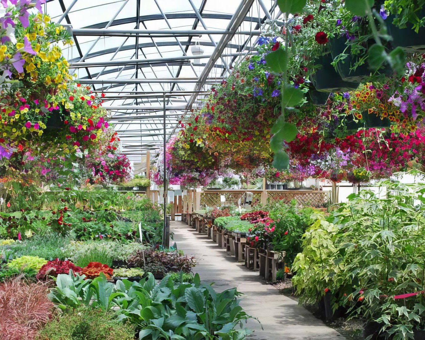 Enhancing Greenhouse Efficiency with Airius Air Pear Series Fans at Timberline Gardens Inc.