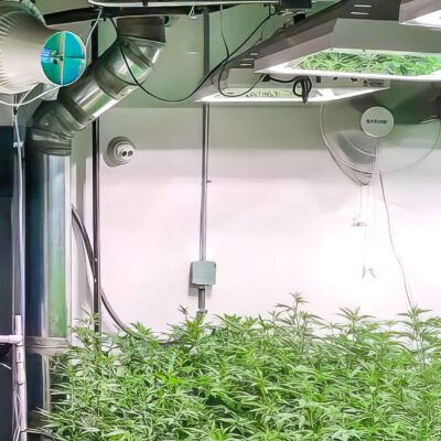 Optimizing Cannabis Growth Environment