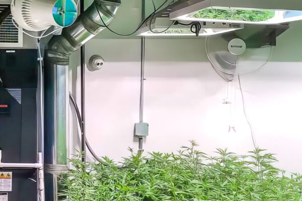 Optimizing Cannabis Growth Environment