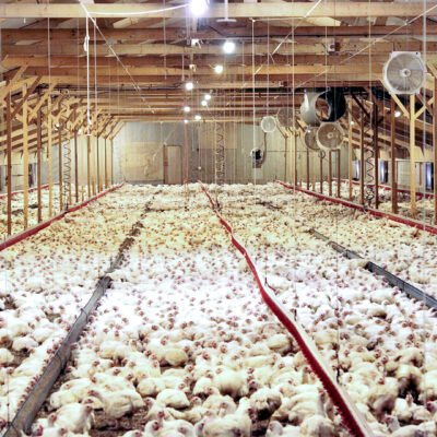 reducing poultry shed heating