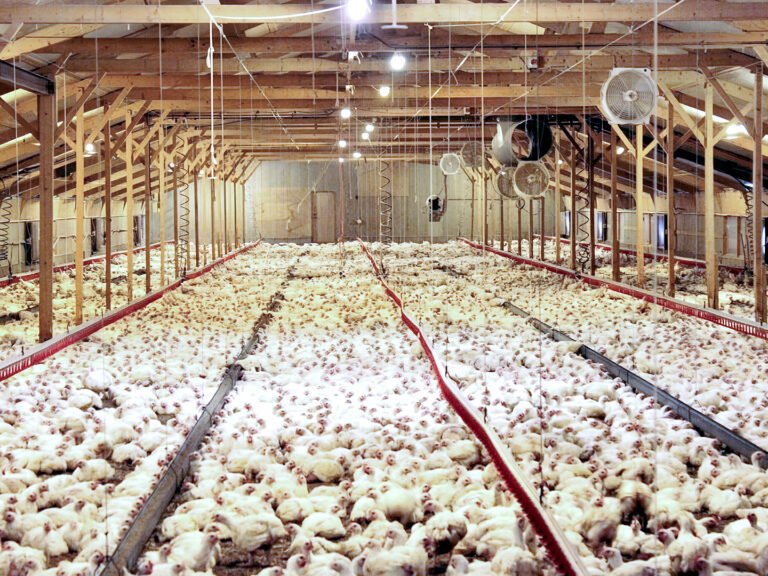 reducing poultry shed heating